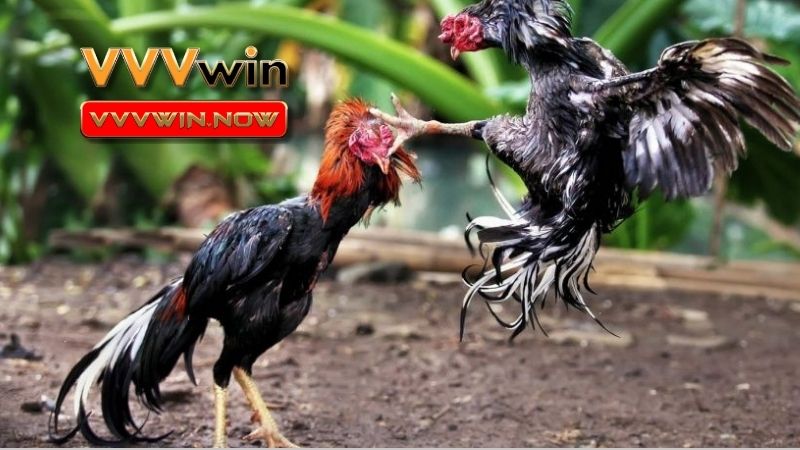 Hướng dẫn từng bước tham gia cá cược
