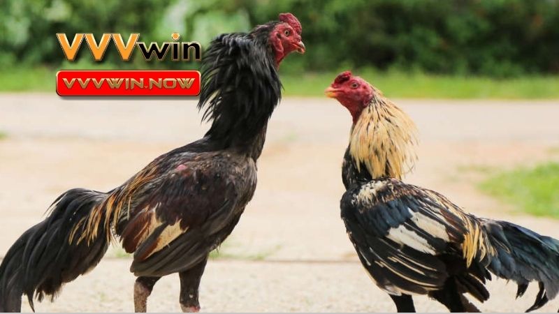 Gà tre và những thông tin thú vị