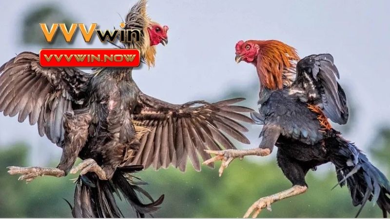 Sự hấp dẫn trong từng trận đấu