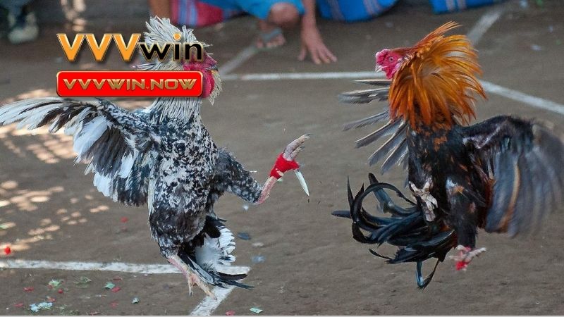 Đá Gà VVVwin tự hào sở hữu một bộ sưu tập các giống gà đá trứ danh