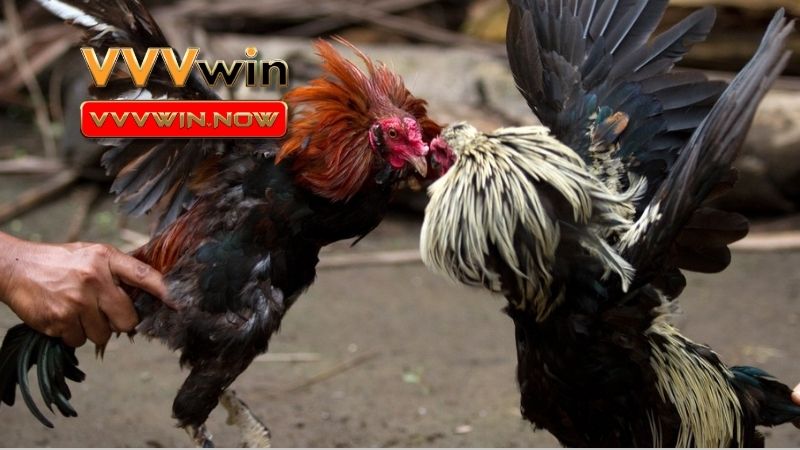Trở thành người chiến thắng tại Đá Gà VVVwin