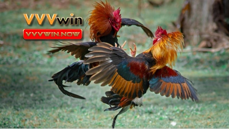 Khám phá kèo đá gà trực tiếp