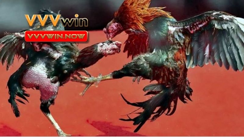 Kèo đá gà và cách để tham gia