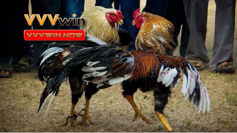 Cái nhìn sâu sắc về đá gà
