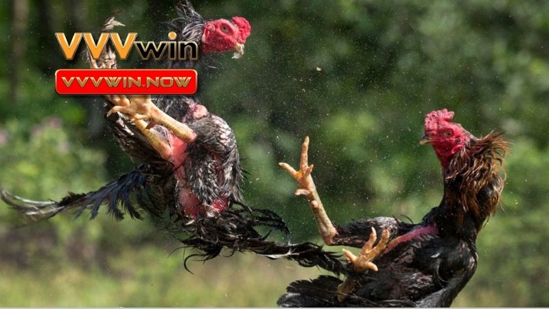 Các loại chiến kê mạnh nhất