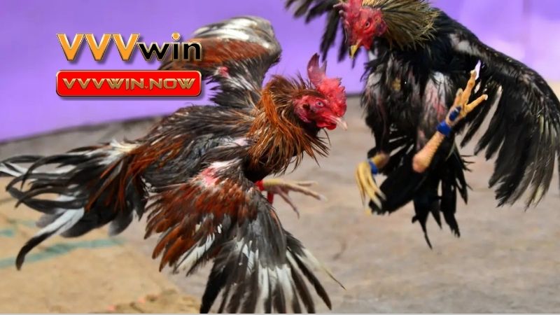 Cách để sở hữu một chú gà chiến mạnh mẽ